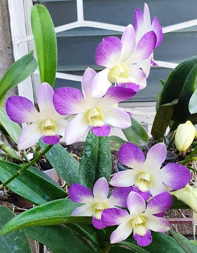 Rare dendrobium aridang blue - rare,