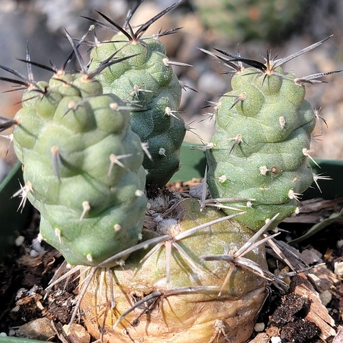Tephrocactus alexanderii