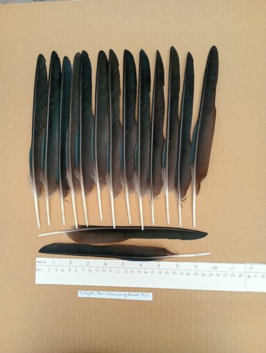 Right thin european carrion - right,
