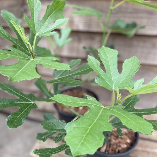 Ficus carica little miss figgy - ficus,