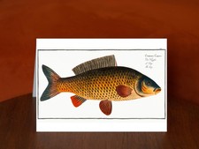 Carp (Cyprinus Carpio) by