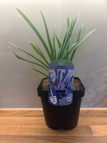 Agapanthus blue triumphator - blue,
