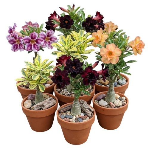 Mixed desert rose live - mixed,
