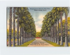 Postcard Washingtonia Robusta