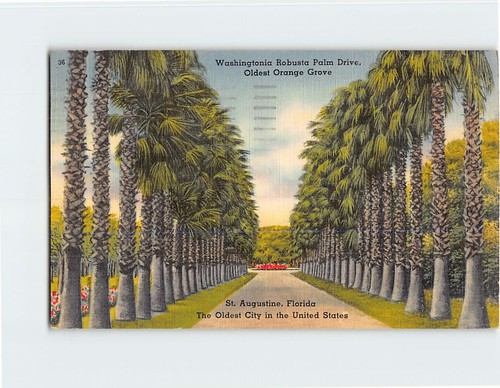 Postcard washingtonia robusta - postcard,