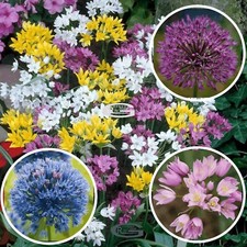 30 x Super Mix Allium Firework Wild Garlic Flowers Bulbs Spring Garden Perennial