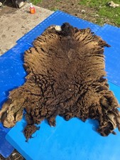 Raw Unwashed Rare Sheep Fleece Wool Spinning Craft Felting Lustre Appx 2.5kg