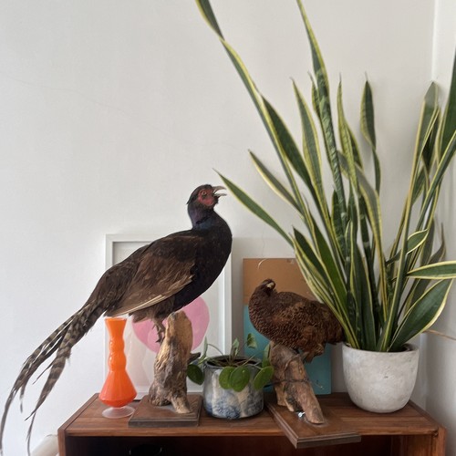 Pheasant birds taxidermy - x,
