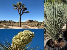 Blue Joshua Tree | Yucca