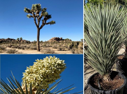 Blue joshua tree yucca - blue, |