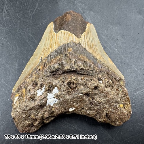 Authentic carcharodon - authentic,