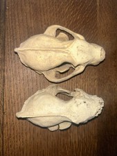 Badger Skulls