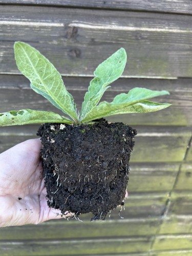 Large bare root knautia - 1,
