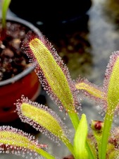 Drosera Capensis x Aliciae