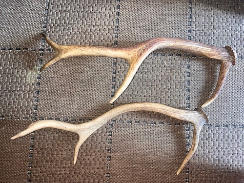 Pair deer antlers 50cm - deer, &
