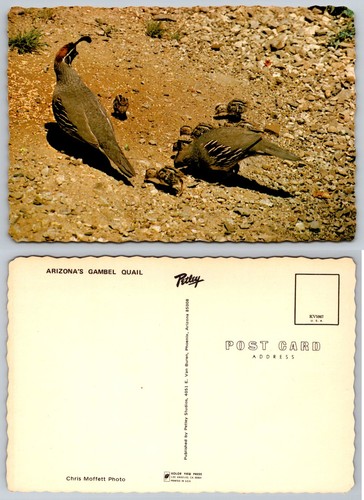 Arizona gambel quail family - gambel's,