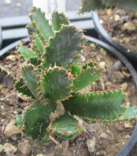 Euphorbia stellata choice - stellata,