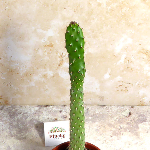 Opuntia ficus indica prickly - opuntia,