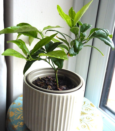 Meyer lemon citrus tree plant - meyer,