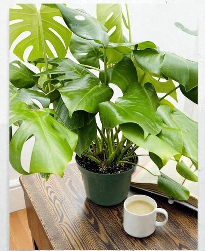 Monstera deliciosa live plant - monstera,