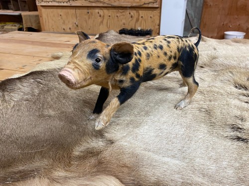 Taxidermy piglet mount 2 - mount, #2