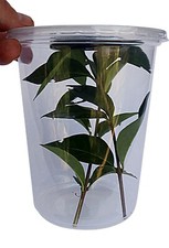 Critter Cups-Ideal for praying mantis,stick insect spider slings etc