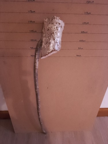 Huge hazel shank walking stick - huge,
