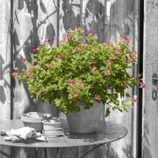 Pelargonium 'Concolor Lace' 2L