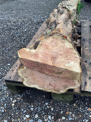 Yew log timber fresh - fresh, cut