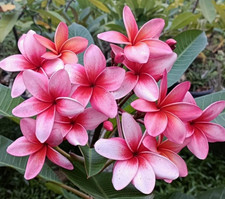 Frangipani Plumeria rubra - Hawaiian Palm Tree - VARIETY: Kimberly rose - 5 Seeds -