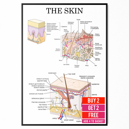 Human skin anatomy - skin,