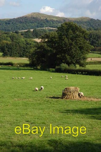 Photo 6x4 sheep field - photo,