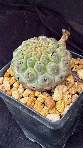 Neochilenia napina cactus - neochilenia,