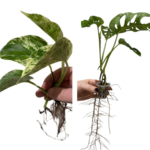 Marble queen pothos - queen,