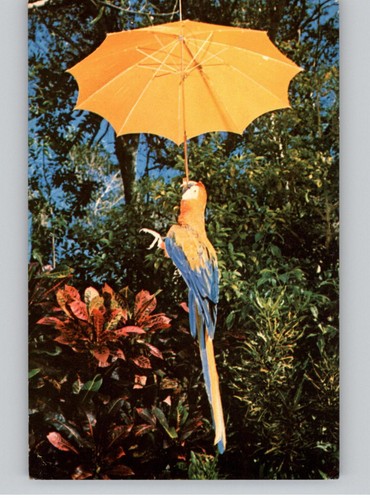 Bonino parrot under yellow - bonino,
