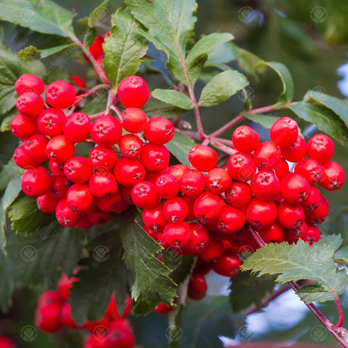 Sorbus aucuparia mountain - sorbus,