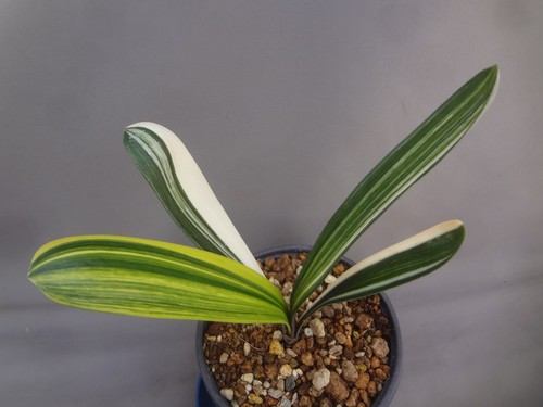 Clivia miniata white - , shima
