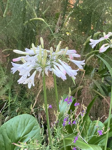 Agapanthus seeds from - 10, x