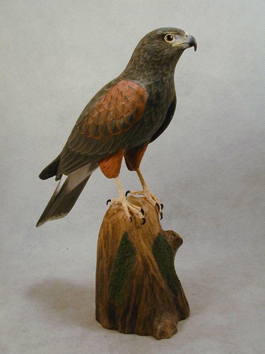 Harris hawk original wood - 8",