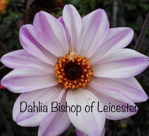 Sale dahlia bishop of - bishop,