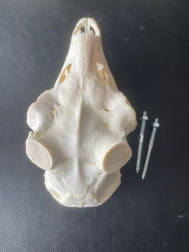 Skull fallow deer - deer, antlers