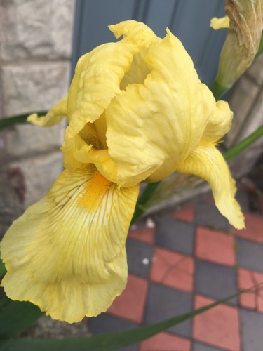 Bearded iris - (yellow),