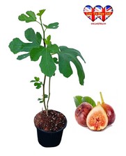 Hardy Brown Turkey Fig Tree (Ficus Carica)| 30-50cm Potted & UK Grown