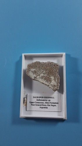 Sauropod egg shell fragment - egg,