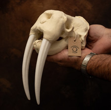 Walrus Skull Replica With