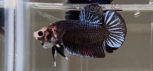 Betta super vip - super,