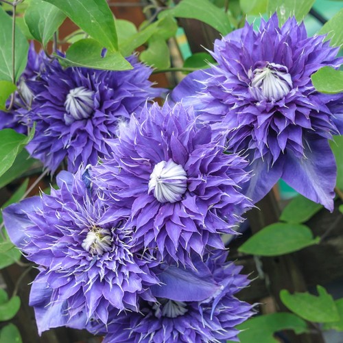 Clematis multi blue 9cm pot - clematis,