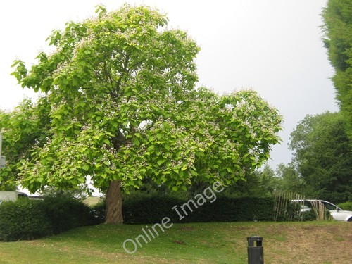 Photo 12x8 catalpa - 12x8,