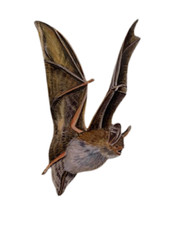 Bechstein's Bat Plaque - Bats