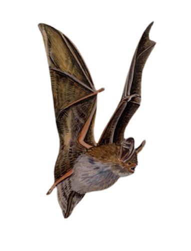 Bechstein bat plaque bats - bat,